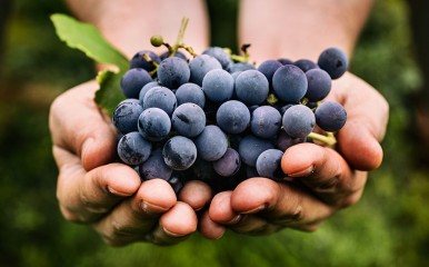 Lauda-Königshofen ist stolz auf den traditionellen Weinanbau