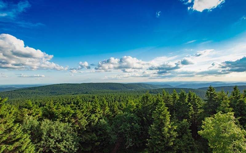 Saftiges Grün, kühler Wald und blauer Himmel - der Thüringer Wald