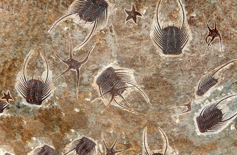 Fossilien aus dem Zeitalter des Devon lassen sich im Hunsrück-Museum in Simmern bestaunen