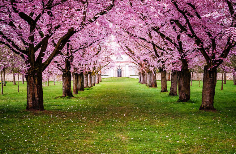 Die Kirschblüte ist ein alljährliches Highlight im Garten von Schloss Schwetzingen