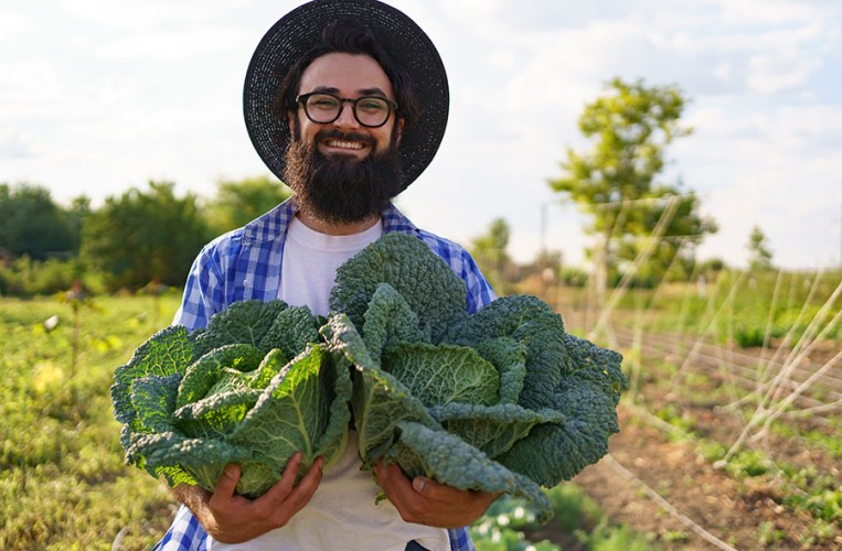 Kohl hat den Ruf als "Arme-Leute-Essen" verloren und gilt heute als Delikatesse