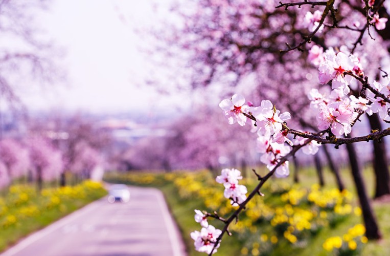 Blütenspektakel im Pfälzer Frühling: Die Mandelblüte