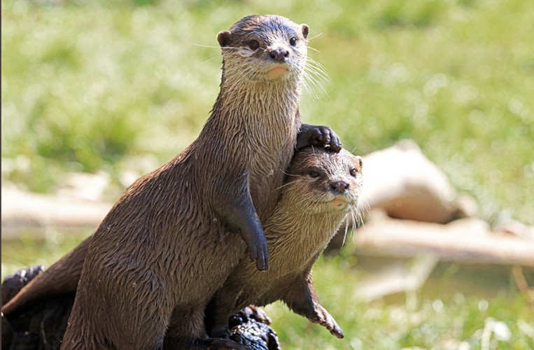 Wild- und Freizeitpark Ostrittrum