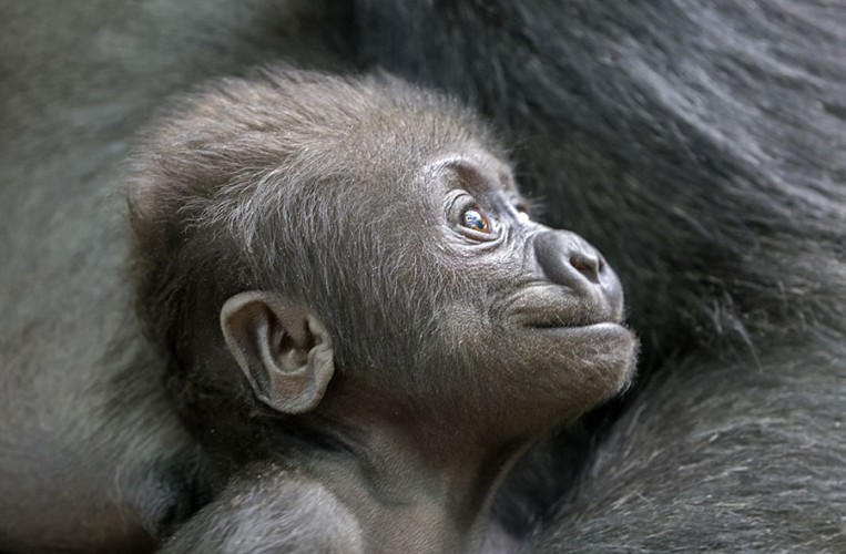 Zoo Krefeld