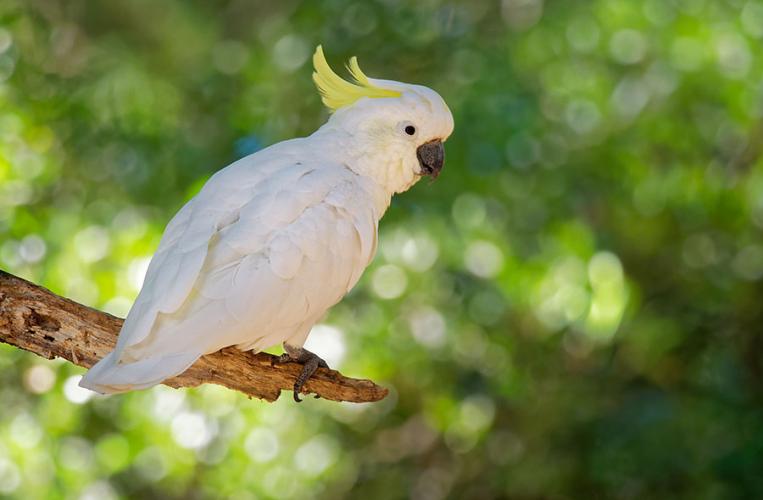 Vogelpark Schotten