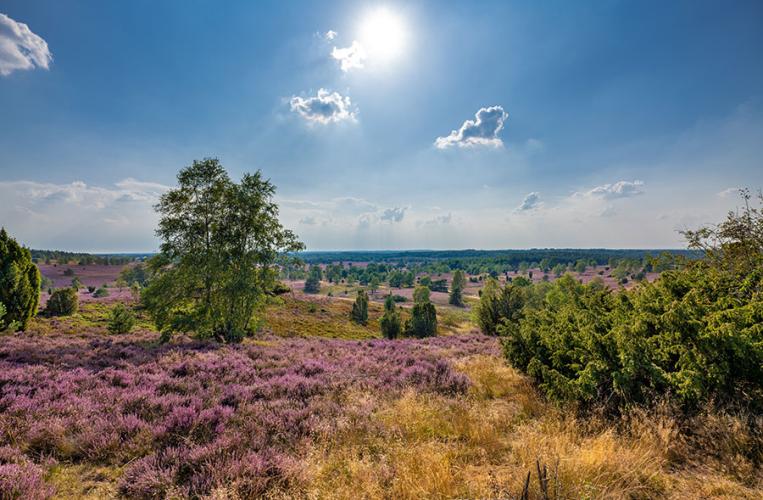 Naturpark Lüneburger Heide