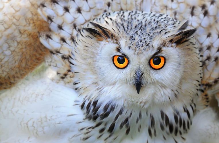 Wild- und Freizeitpark Höllohe