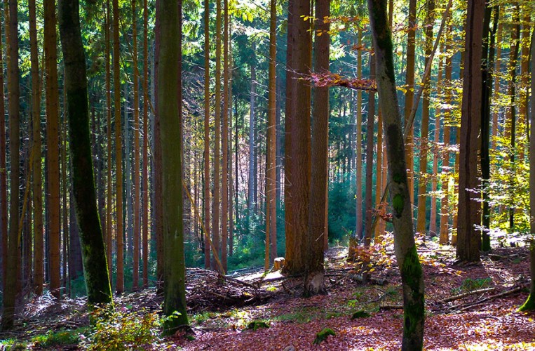 Naturpark Spessart