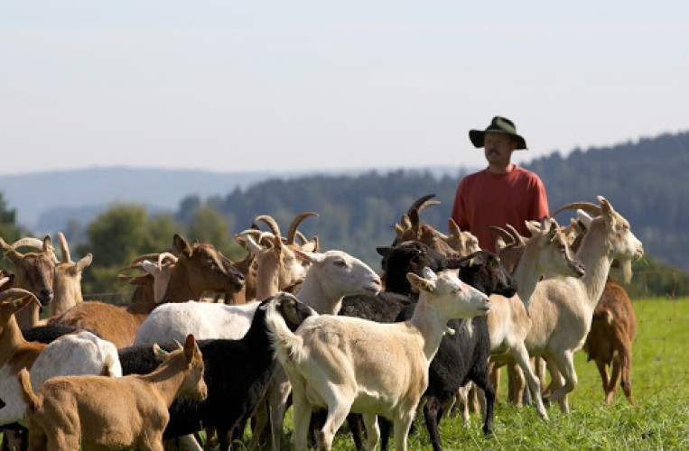 Ziegenfarm Klußmann’s Berghof