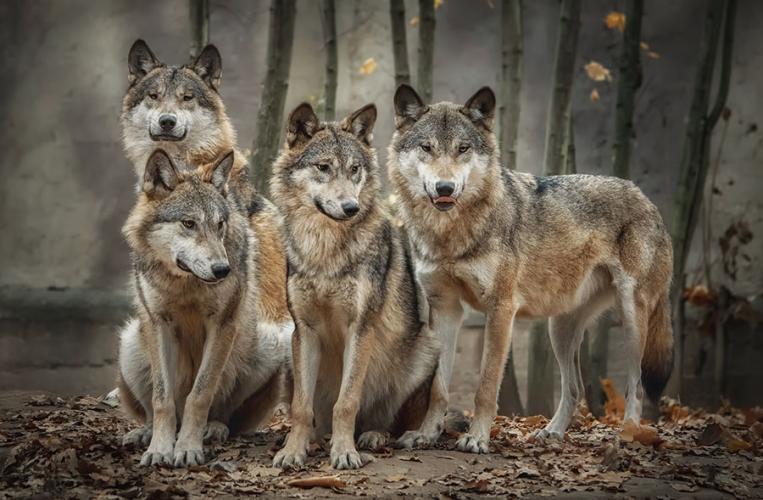 Wildpark Poing