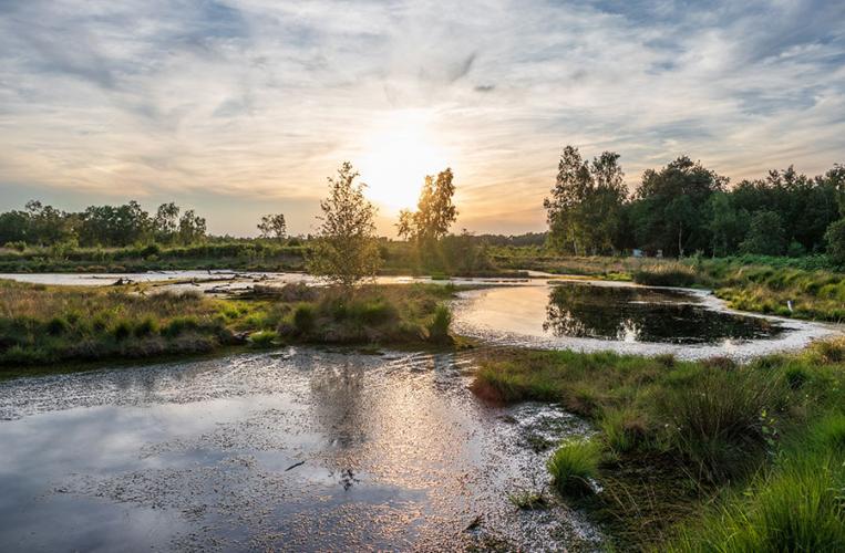 Blick auf das Diepholzer Moor