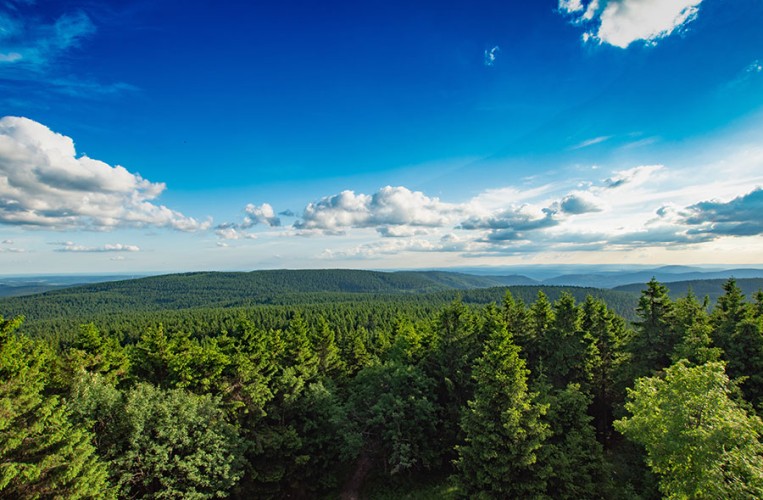 Saftiges Grün, kühler Wald und blauer Himmel - der Thüringer Wald