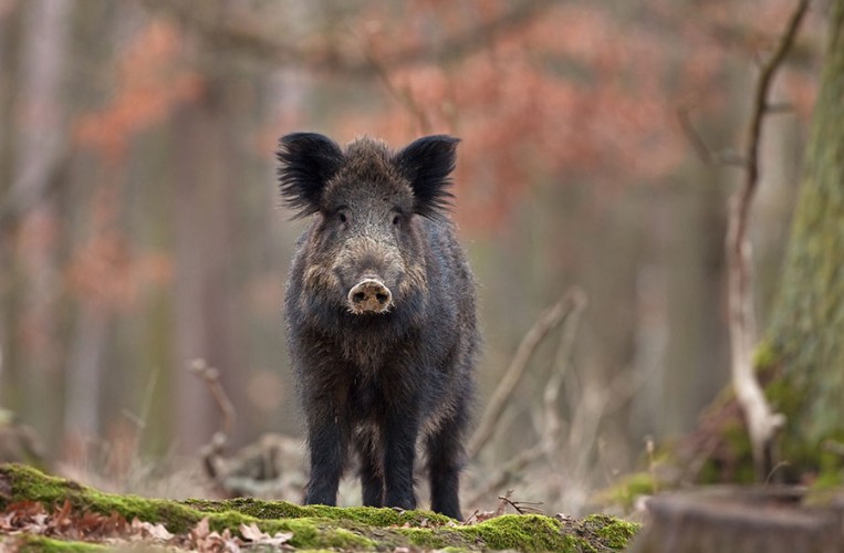 Wildschweine fast hautnah erleben im Waldtierpark Gera