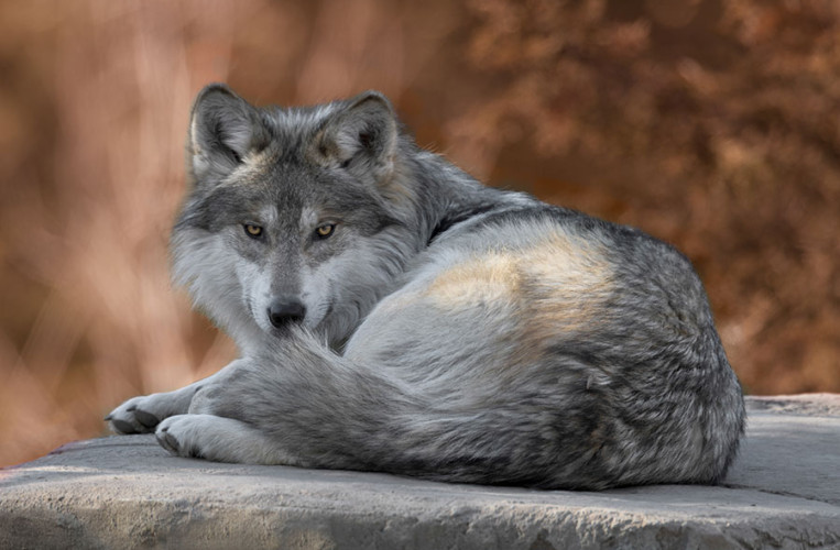 Wölfe beobachten im Wolfcenter Dörverden