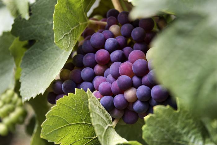 Der Rote Riesling